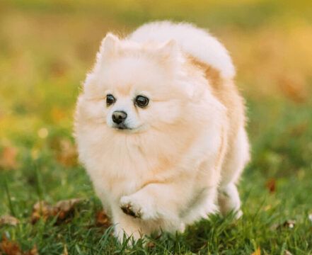Lulu da Pomerânia