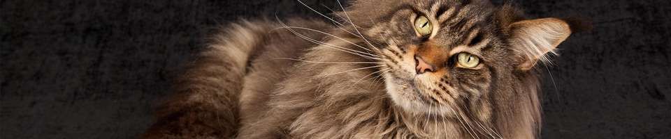 Maine Coon