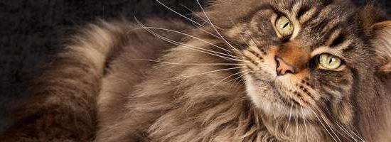 Maine Coon