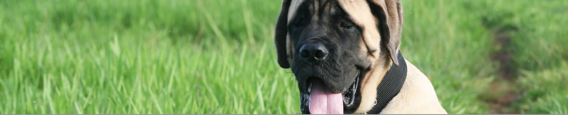 Mastiff