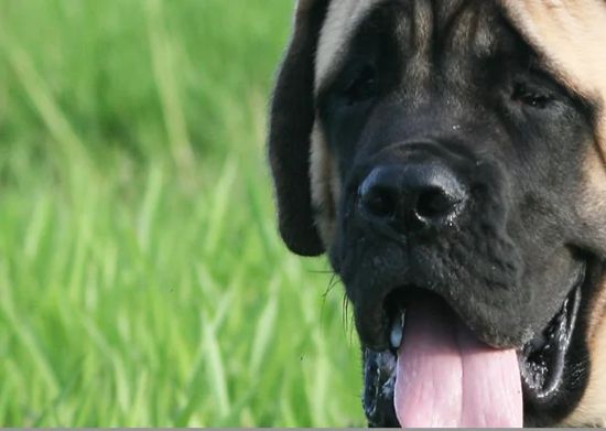 Mastiff