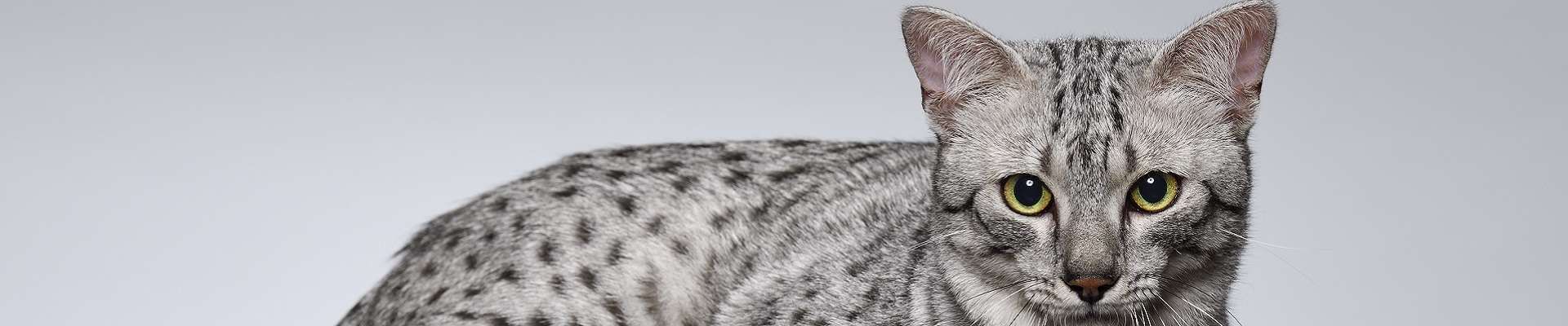 Mau Egípcio