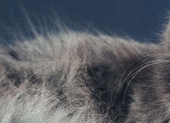Nebelung