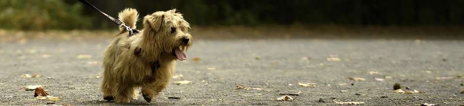 Norfolk Terrier