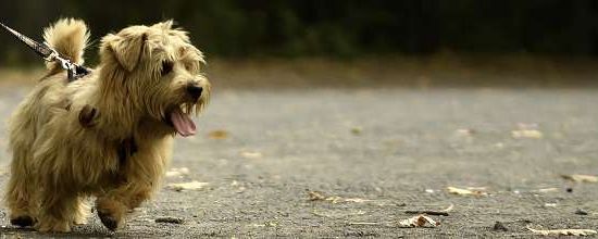 Norfolk Terrier