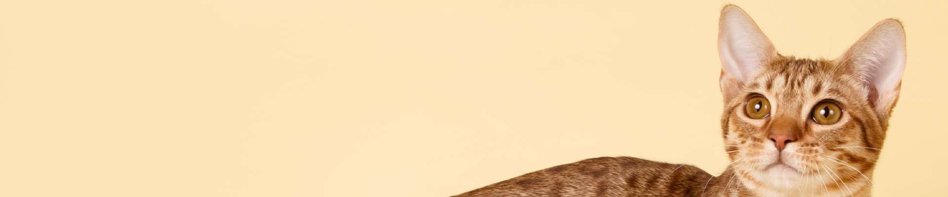 Ocicat