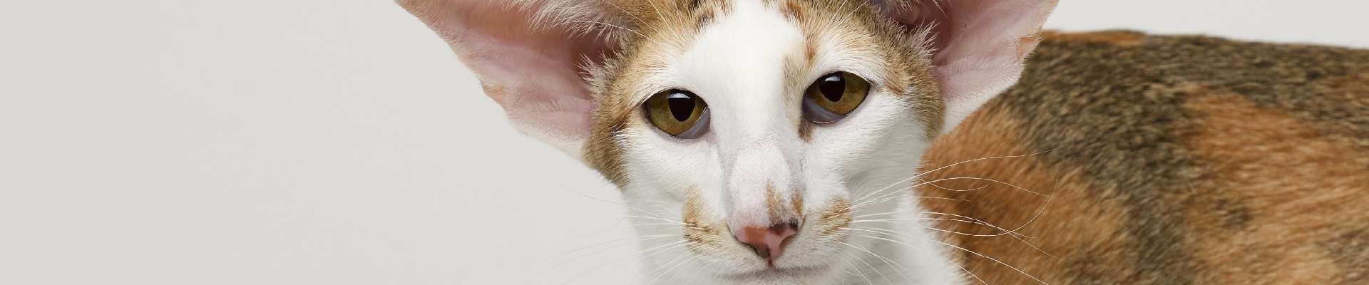 Oriental Shorthair