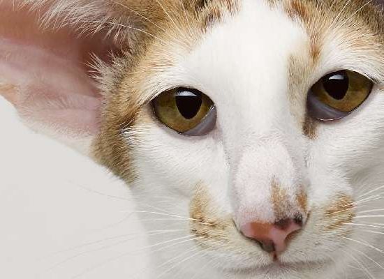 Oriental Shorthair