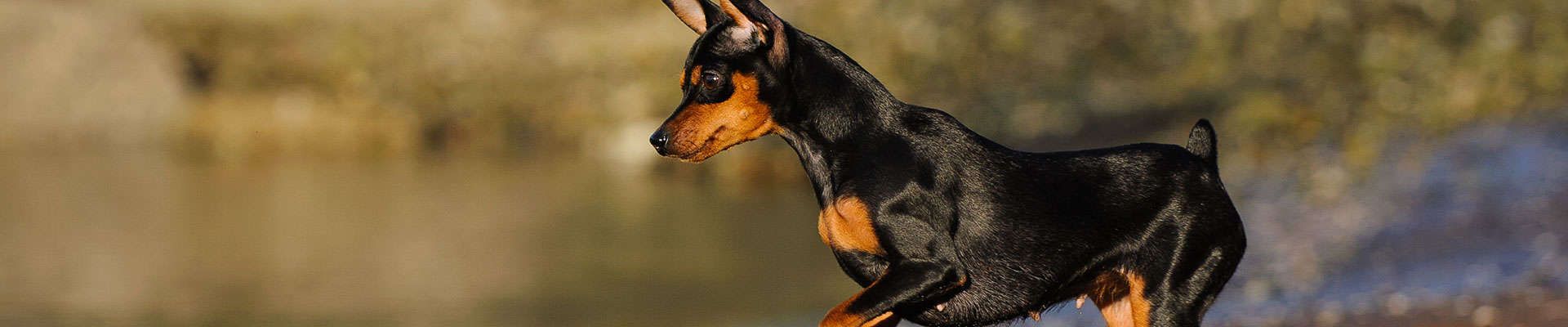 Pinscher