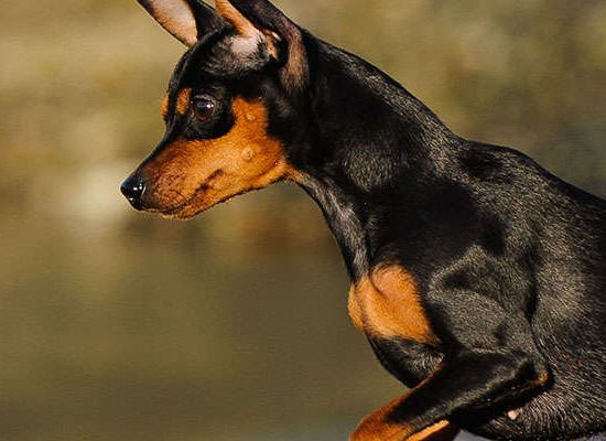 Pinscher