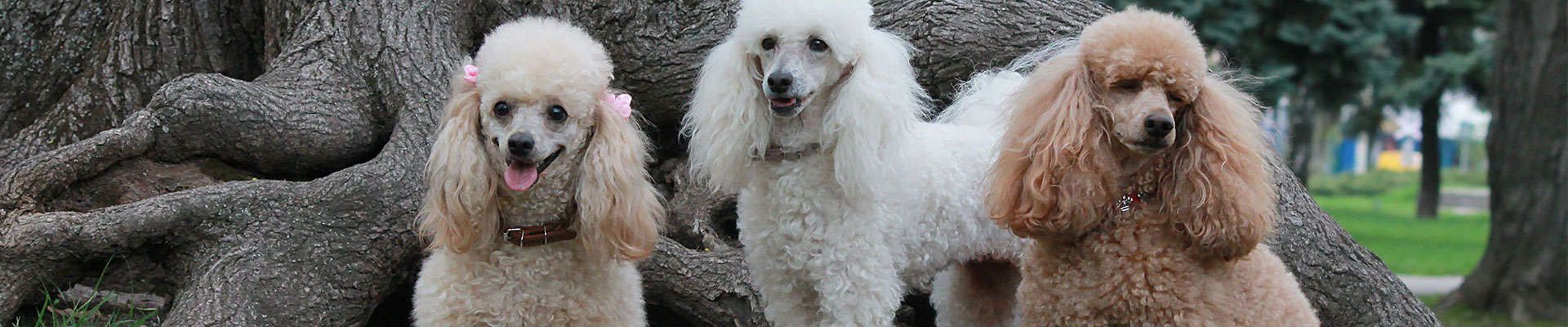 Poodle