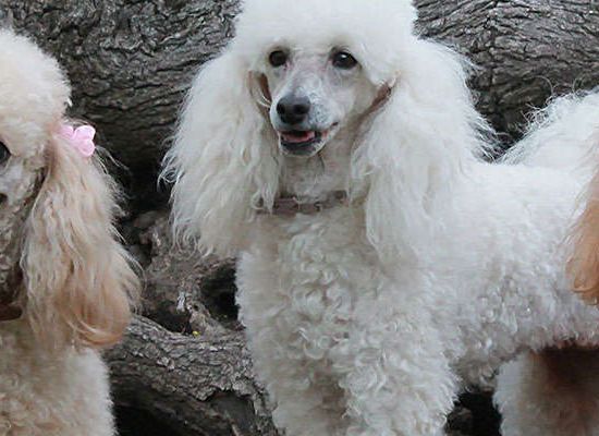 Poodle