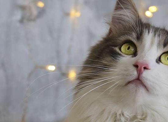 Ragamuffin