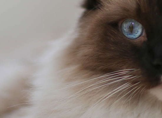 Ragdoll
