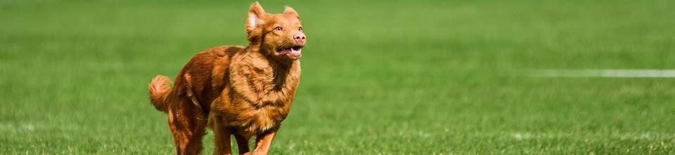 Retriever da Nova Escócia
