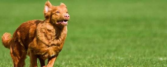 Retriever da Nova Escócia