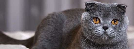 Scottish Fold