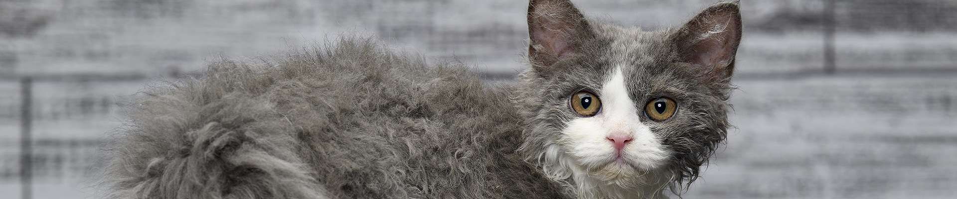 Selkirk Rex