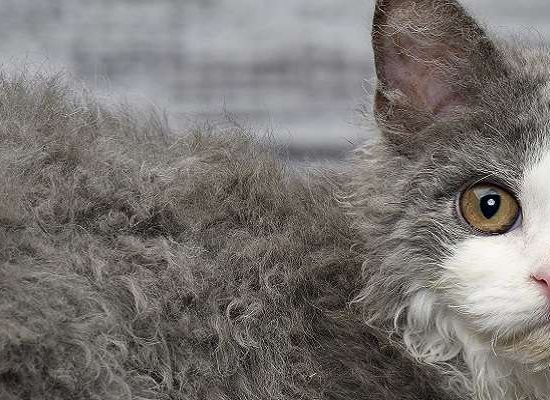 Selkirk Rex