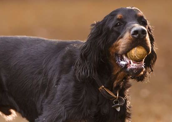 Setter Gordon