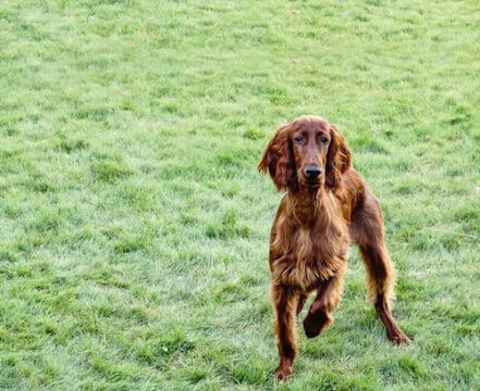 Setter Irlandês