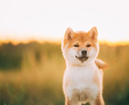 Shiba Inu