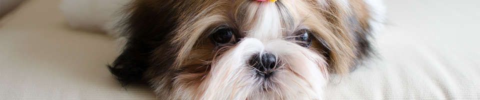 Shih Tzu