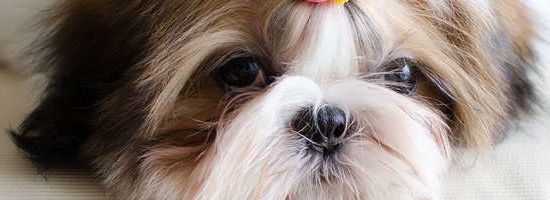 Shih Tzu