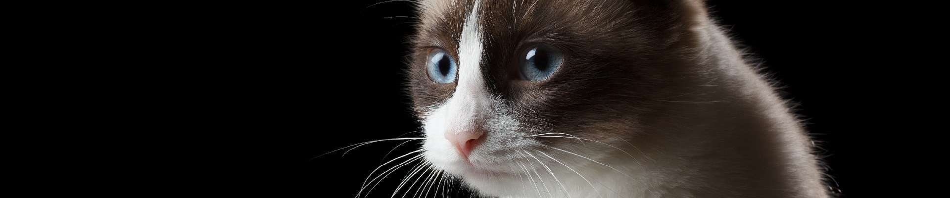 Snowshoe