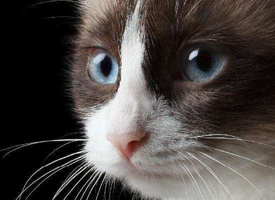 Snowshoe