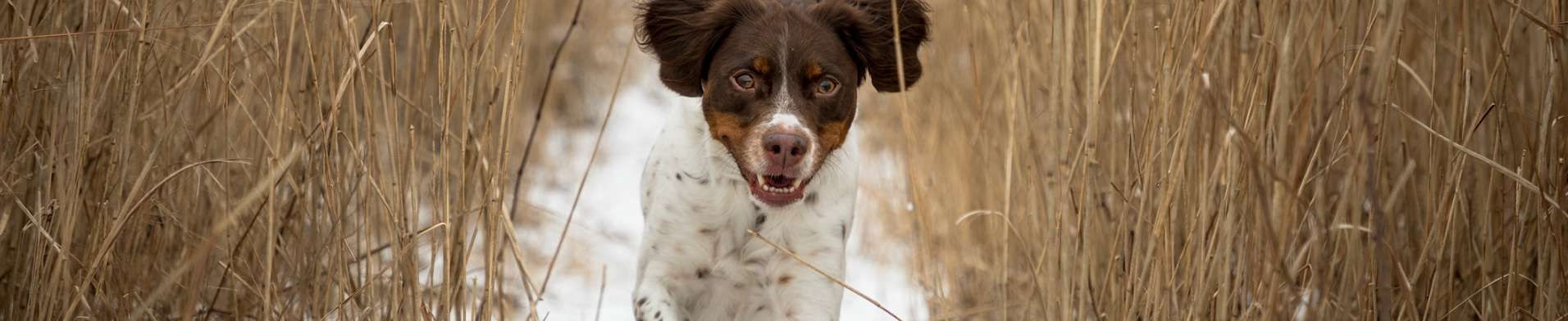 Spaniel Bretão