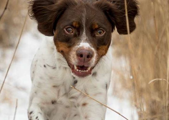 Spaniel Bretão