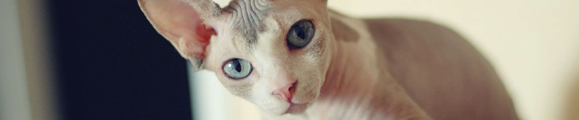 Sphynx