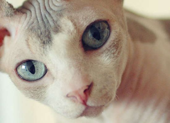 Sphynx